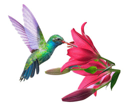 Madd Capp Games & Puzzles - Hummingbird Display 300