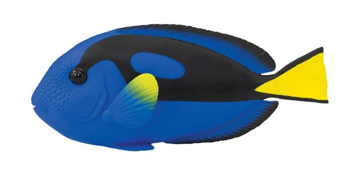 Safari Blue Tang