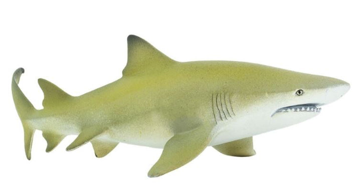 Safari Lemon Shark