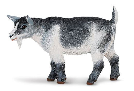 Pygmy Nanny Goat