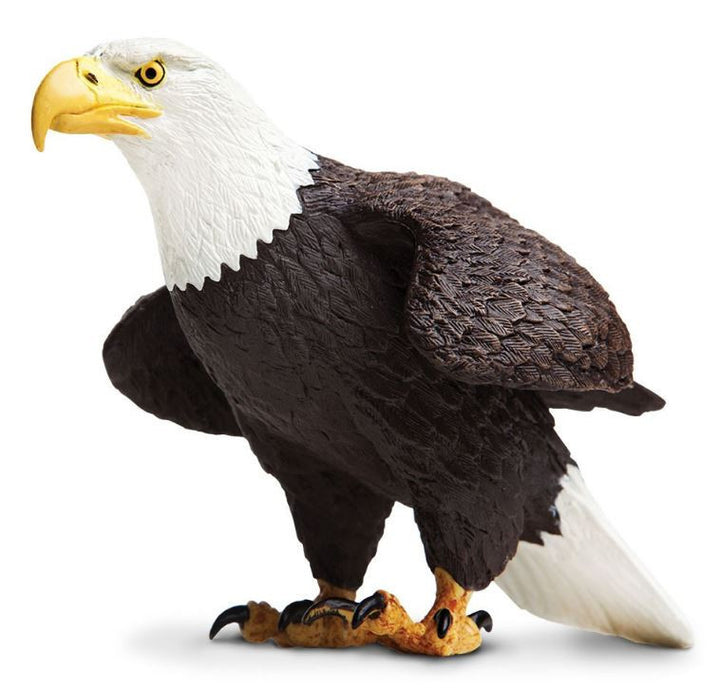 Safari Bald Eagle