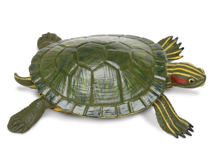 Safari Red Eared Slider Turtle