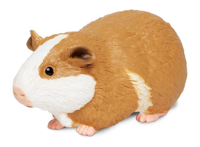 Safari Guinea Pig