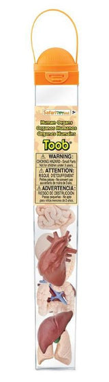 Human Organs