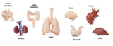 Human Organs - Freedom Day Sales